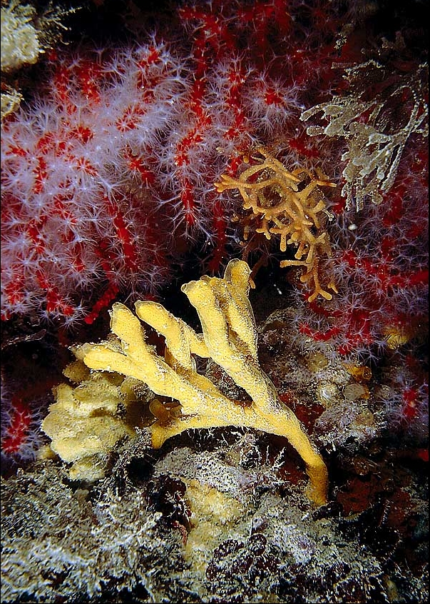 Axinella verrucosa